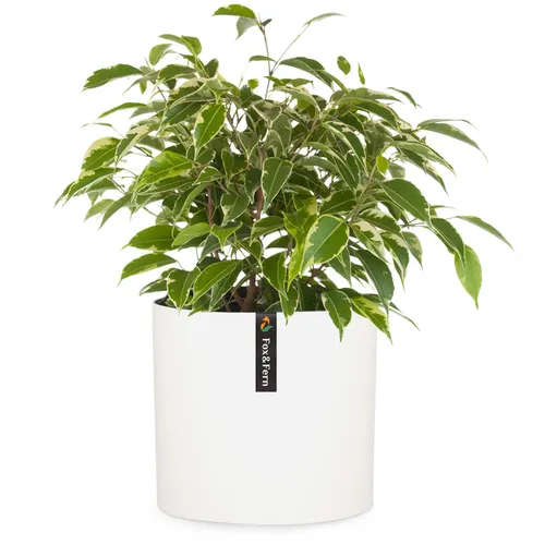 Fox & Fern Maceta Venlo de polystone para interior y exterior 3 tamaños