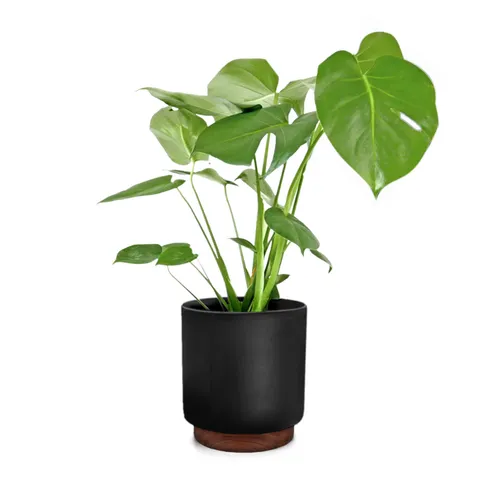 Fox & Fern Macetas Enspijk de madera de nogal polystone hecho a mano 2 tamaños