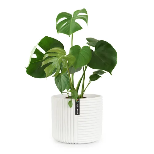 Fox & Fern Hasselt Blumentopf Polystone pflanzenfreundlich handgemacht 3D-Optik