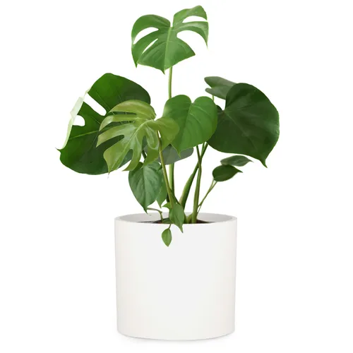 Fox & Fern Venlo Blumentopf Polystone in- und outdoor 3 Größen