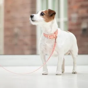 Tyylivoitto Classy Hundhalsband Persika (XS)