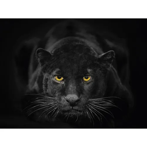 Euroart OBRAZ NA SKLE, zvířata, 30/40 cm