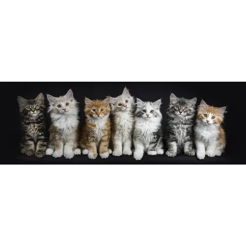 Euroart OBRAZ NA SKLE, zvířata, 33/98/1,40 cm