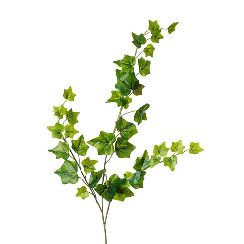 XXXL BŘEČŤAN břečťan 65 cm