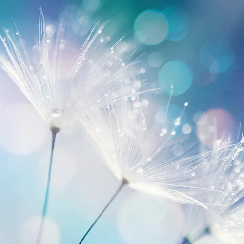 Euroart OBRAZ NA SKLE, květiny, 20/20/1,40 cm